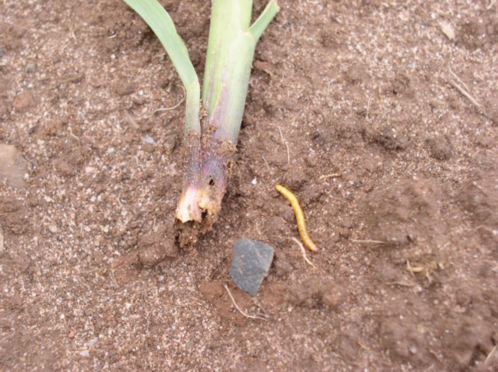 Wireworm damage to a maize crop. Copyright Bayer CropScience Limited.